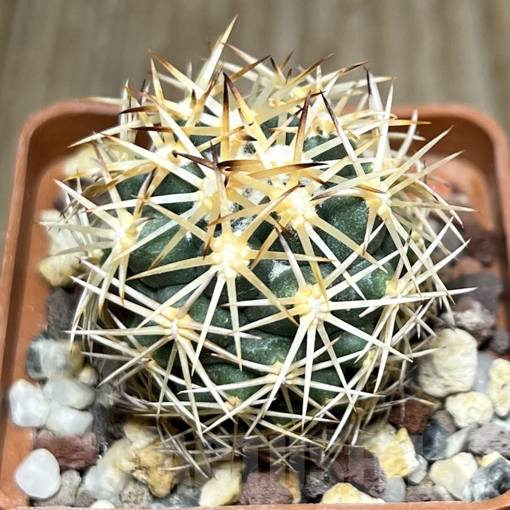 SHPR18659 Coryphantha radians