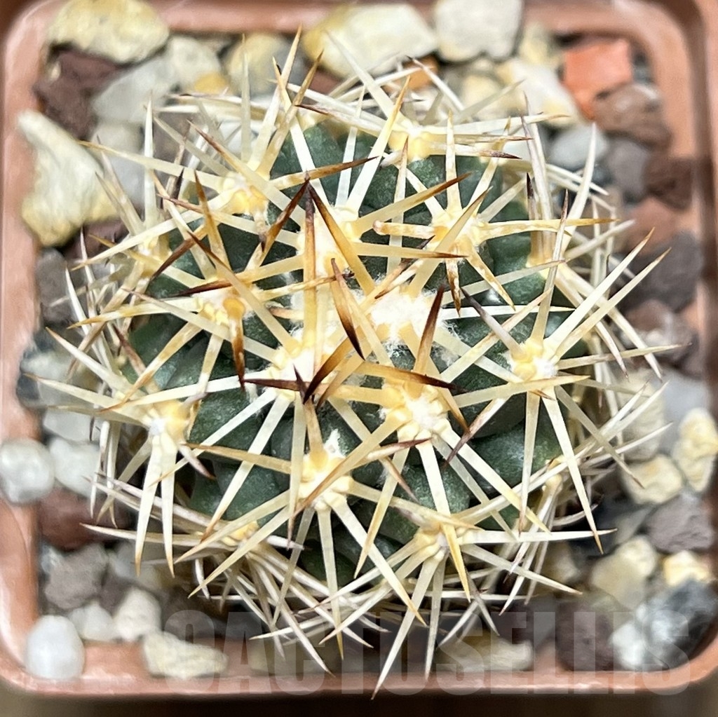 SHPR18659 Coryphantha radians - Image 2