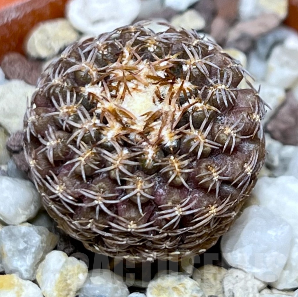 SHPR18660 Thelocephala aerocarpa AW 105