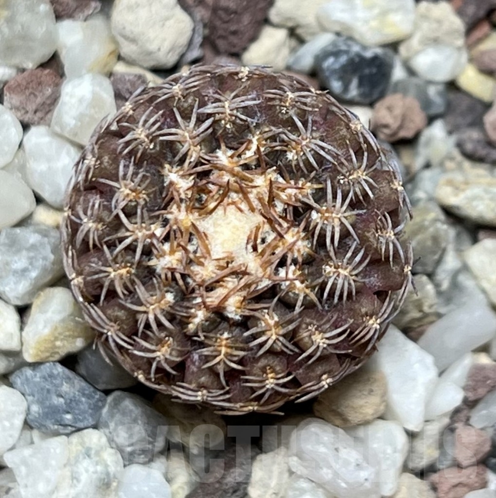 SHPR18660 Thelocephala aerocarpa AW 105 - immagine 2