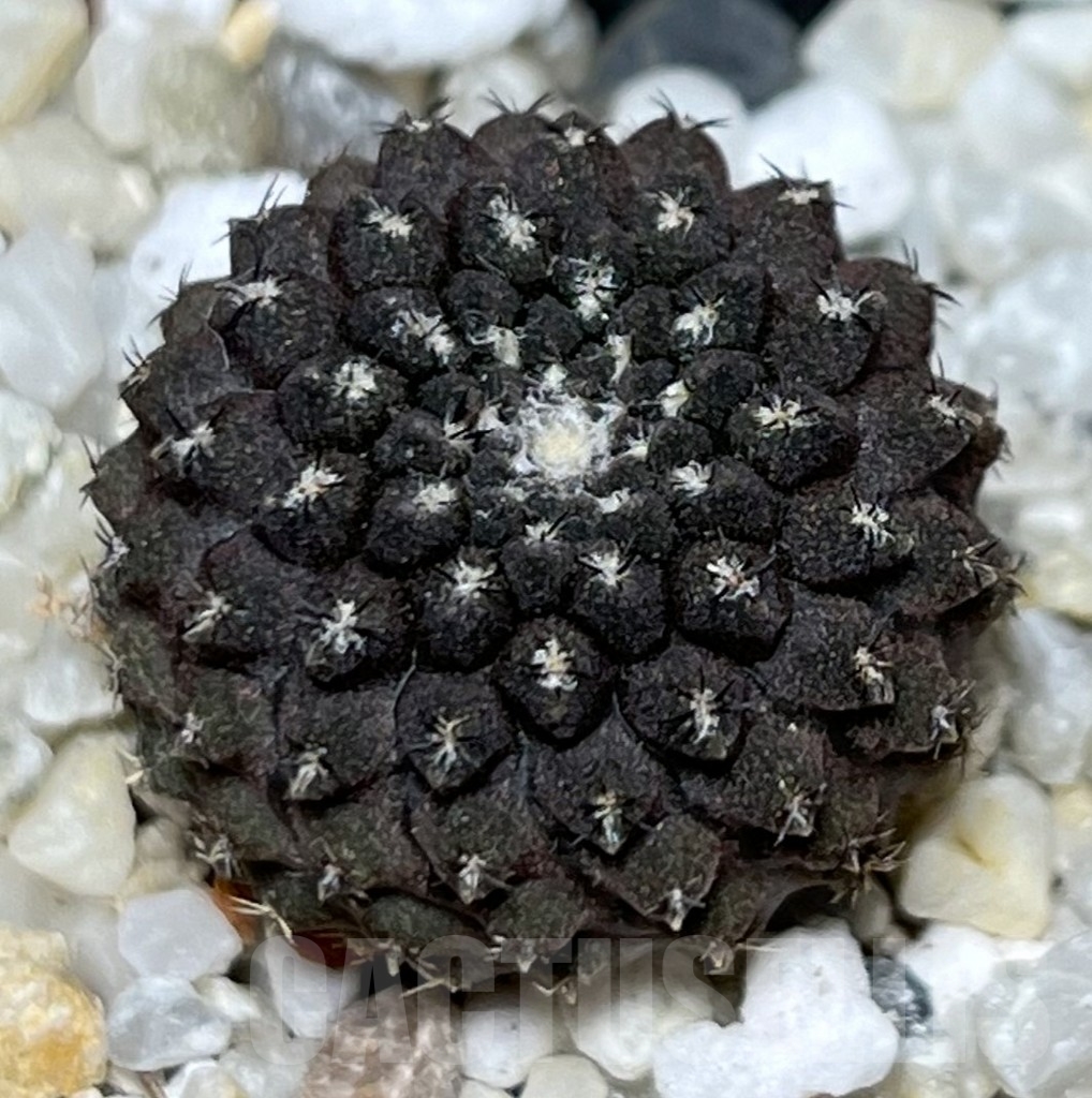 SHPR18661 Thelocephala esmeraldana