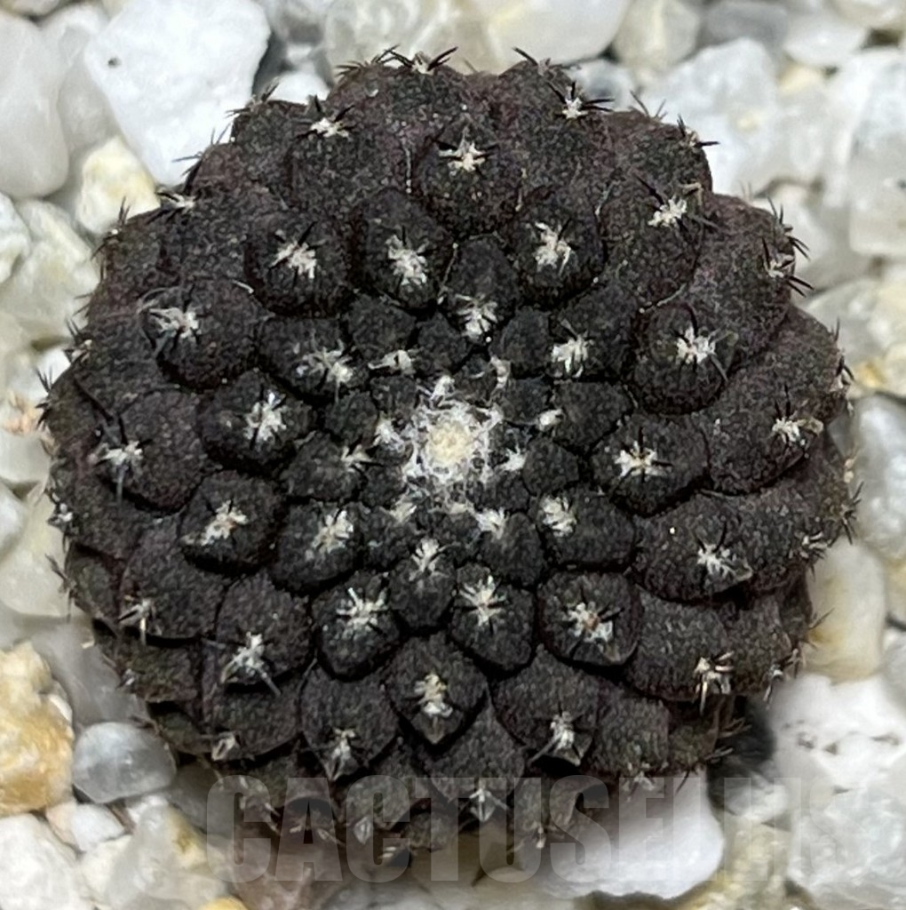 SHPR18661 Thelocephala esmeraldana - Image 2