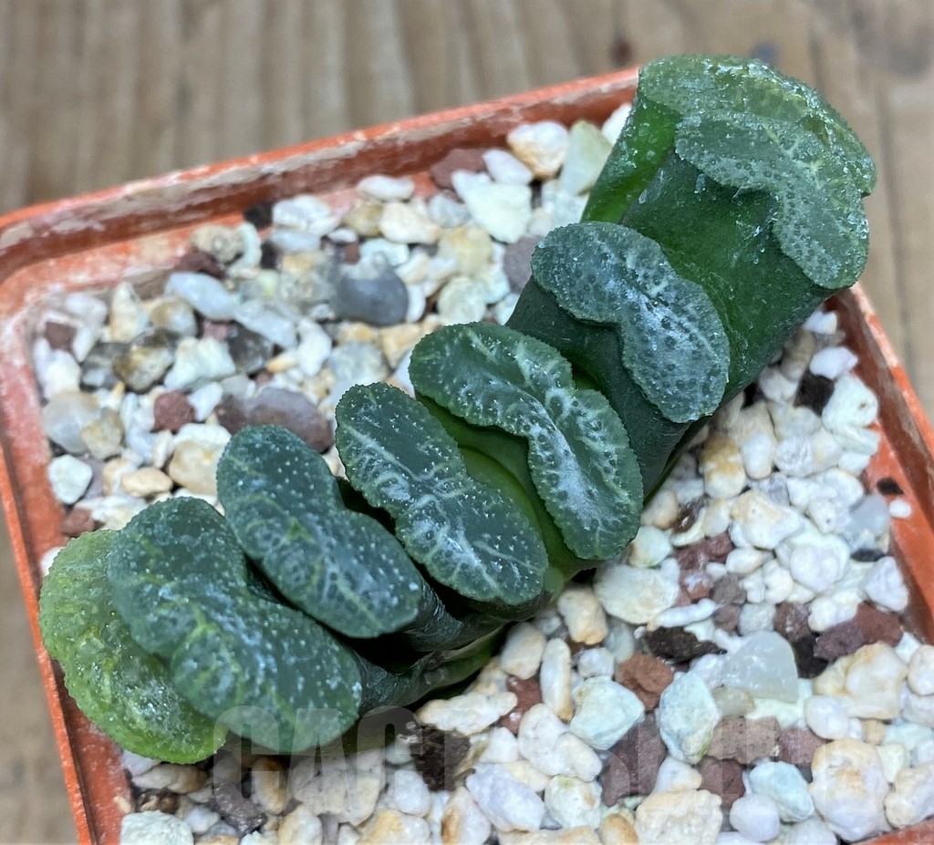 SHPR18202 Haworthia truncata -Japan- SH