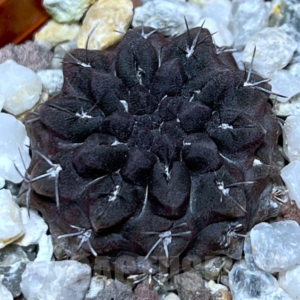 SHPR18662 Thelocephala occulta