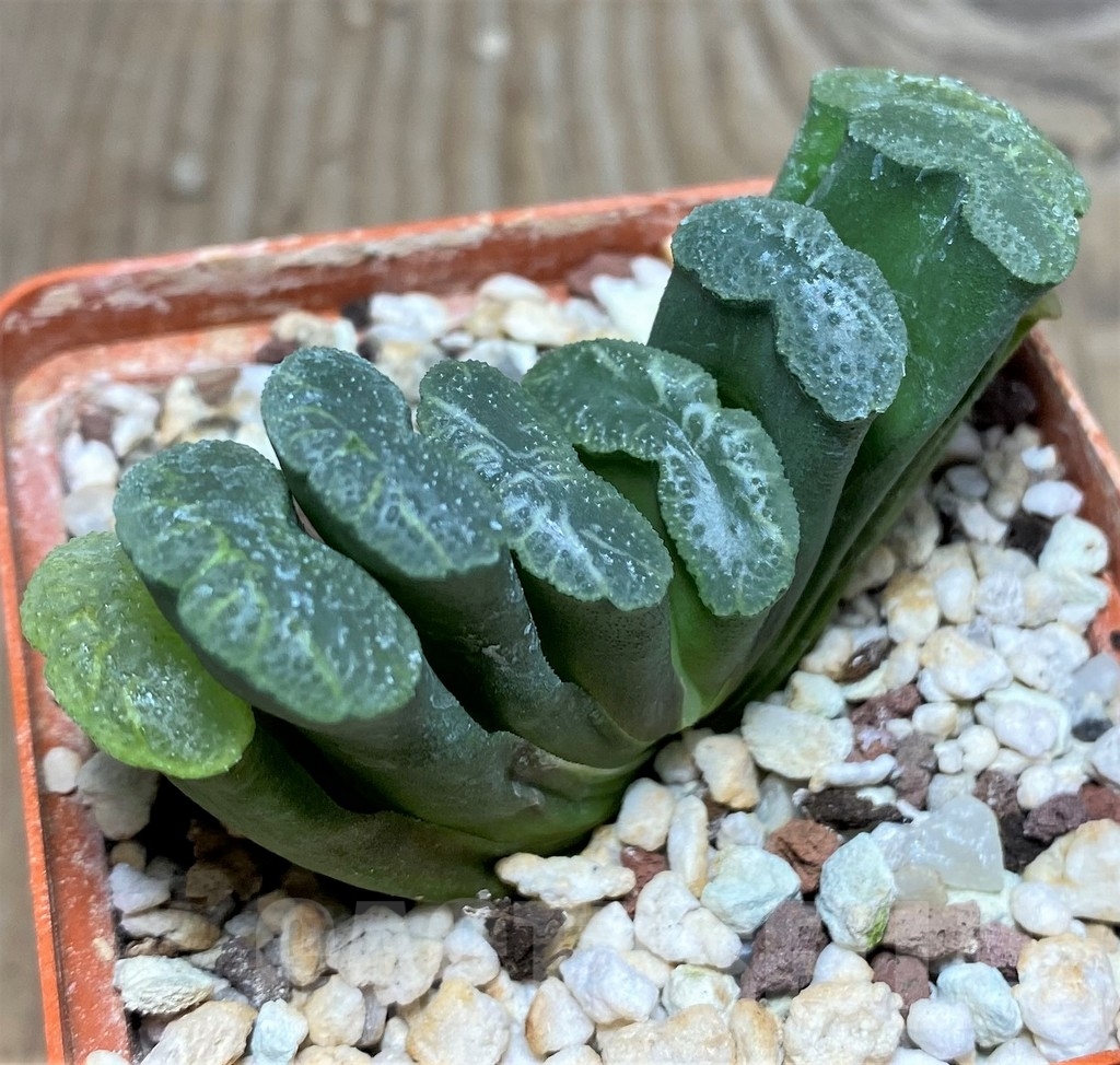 SHPR18202 Haworthia truncata -Japan- SH - Image 2