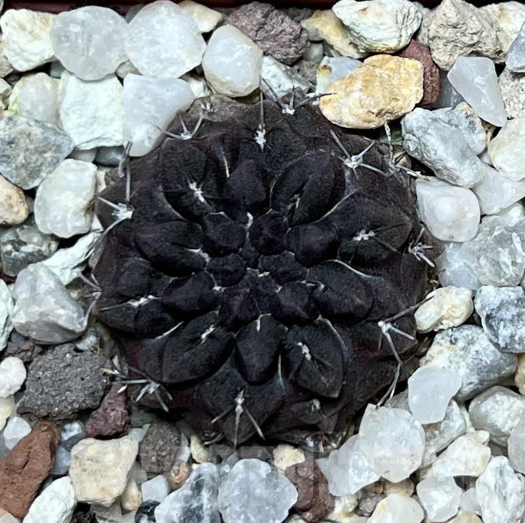 SHPR18662 Thelocephala occulta - Image 2