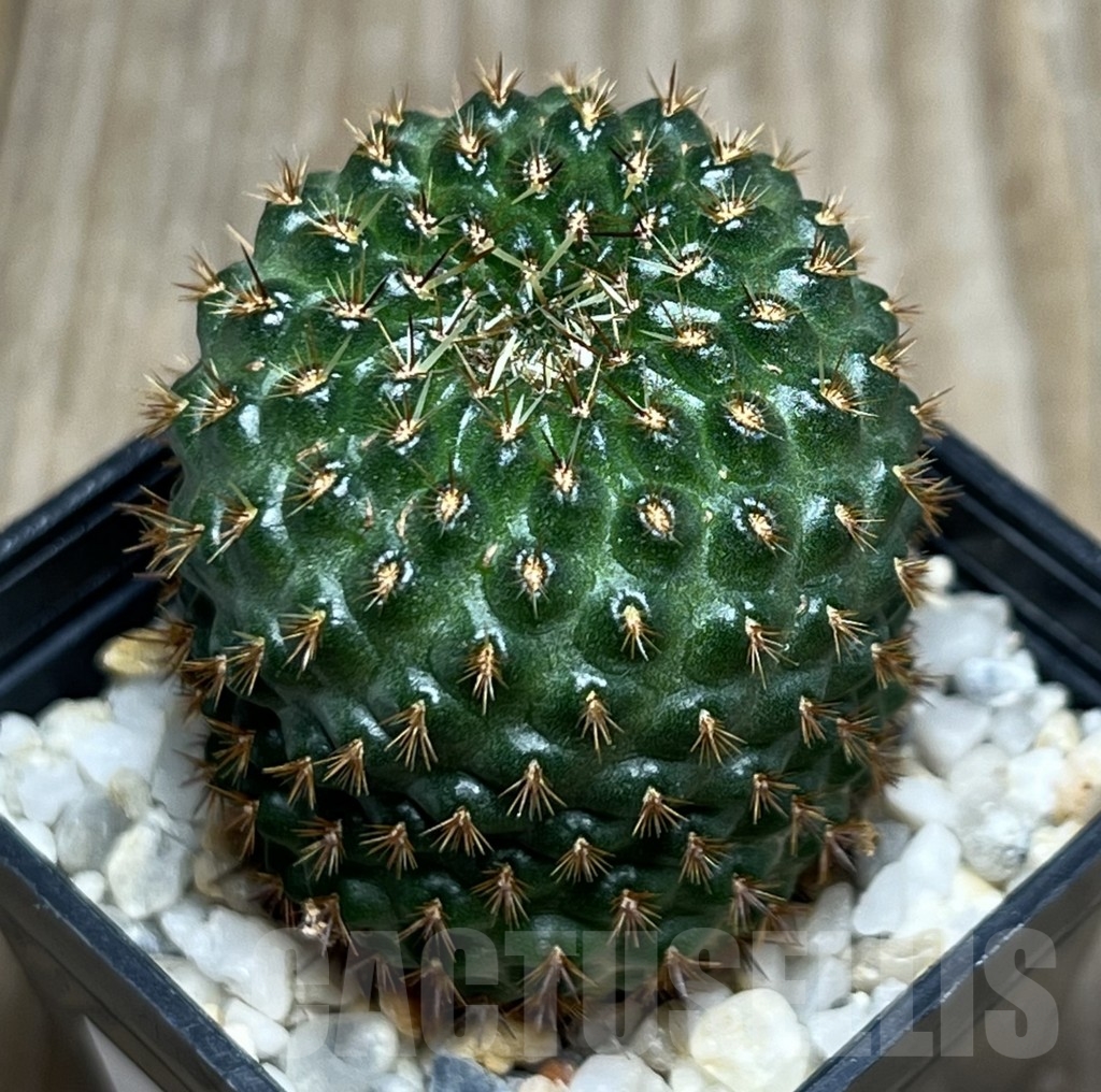 SHPR18663 Rebutia mandingaensis HS 421