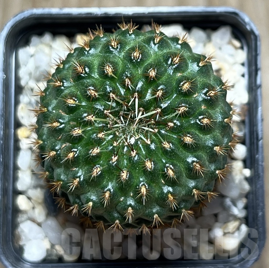 SHPR18663 Rebutia mandingaensis HS 421 - Image 2