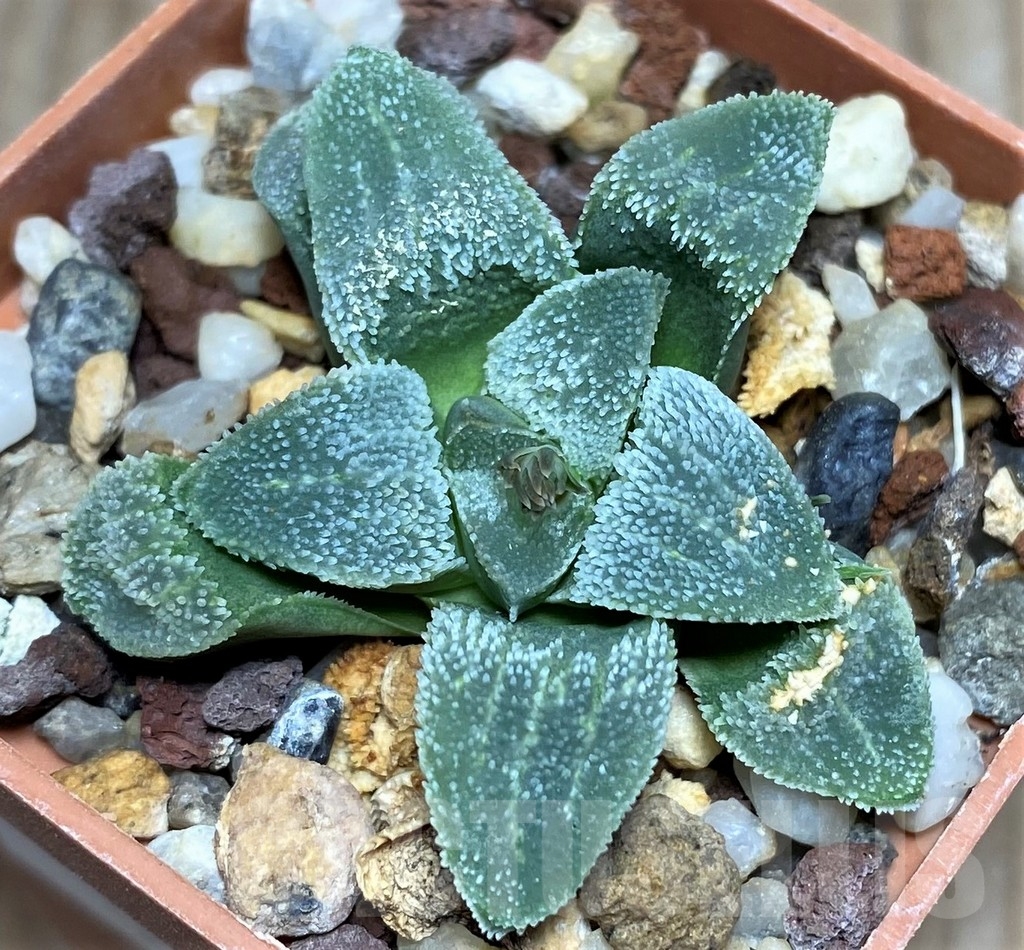 SHPR18204 Haworthia pygmaea 'Crystallina' SH – Bild 2
