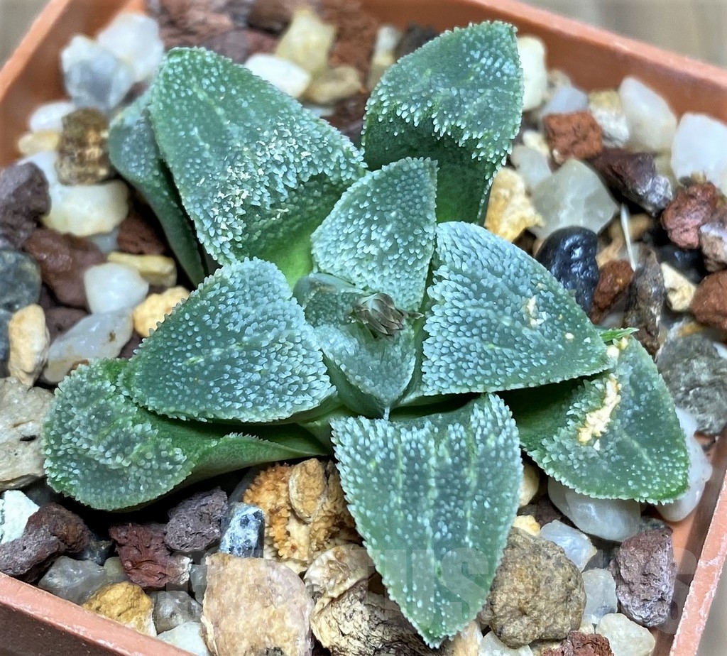 SHPR18204 Haworthia pygmaea 'Crystallina' SH