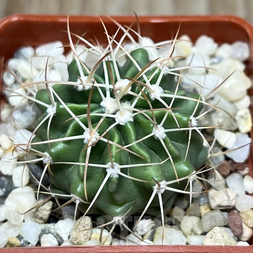 SHPR18664 Echinocactus texensis SB 2006