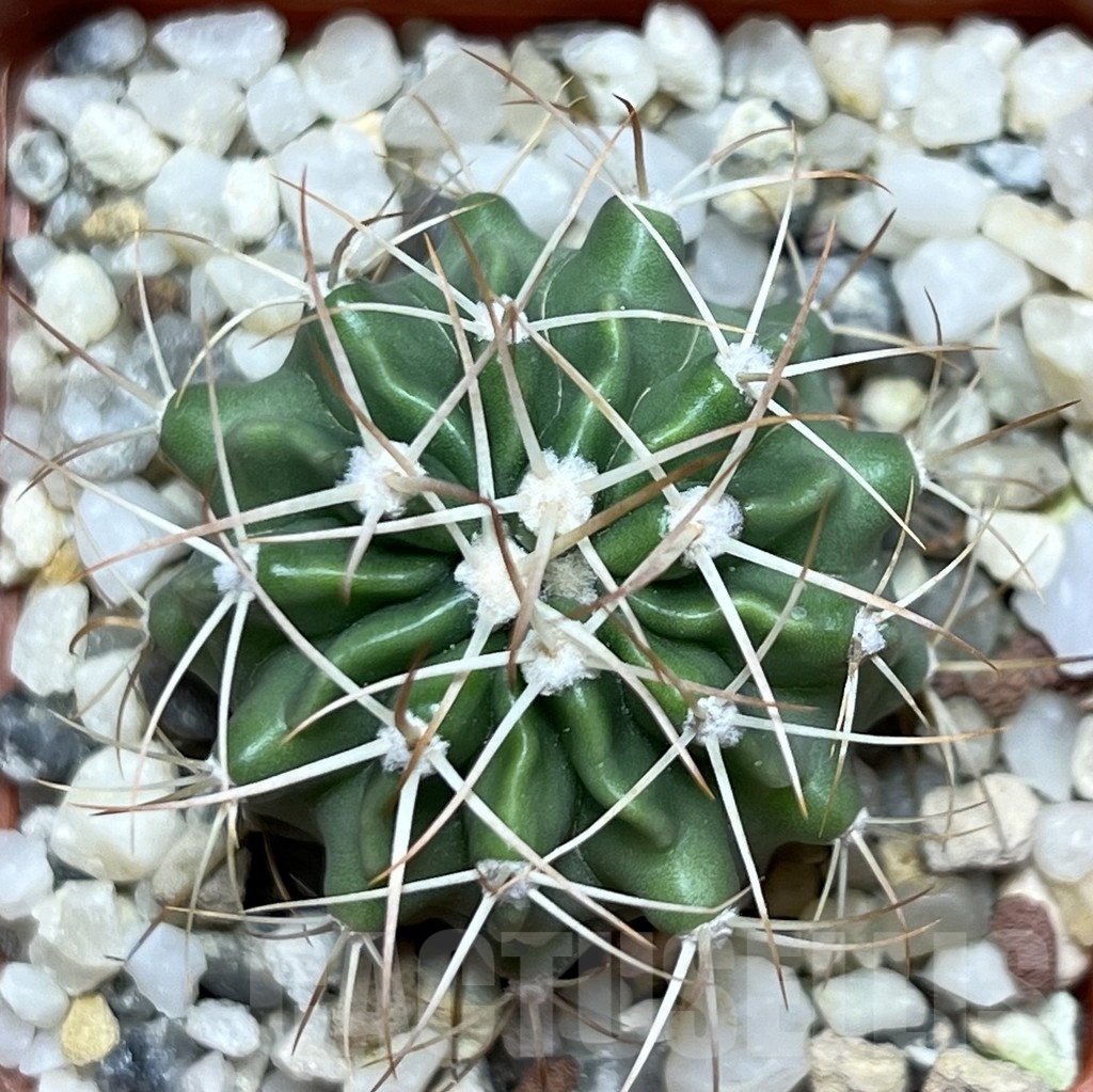 SHPR18664 Echinocactus texensis SB 2006 - Image 2