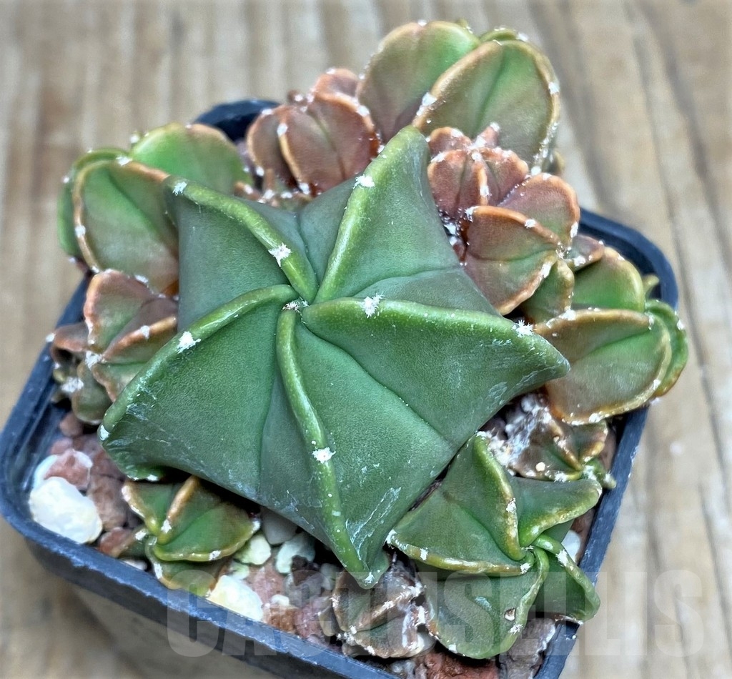 SHPR18205 Astrophytum myriostigma var. nudum f. monstrosa