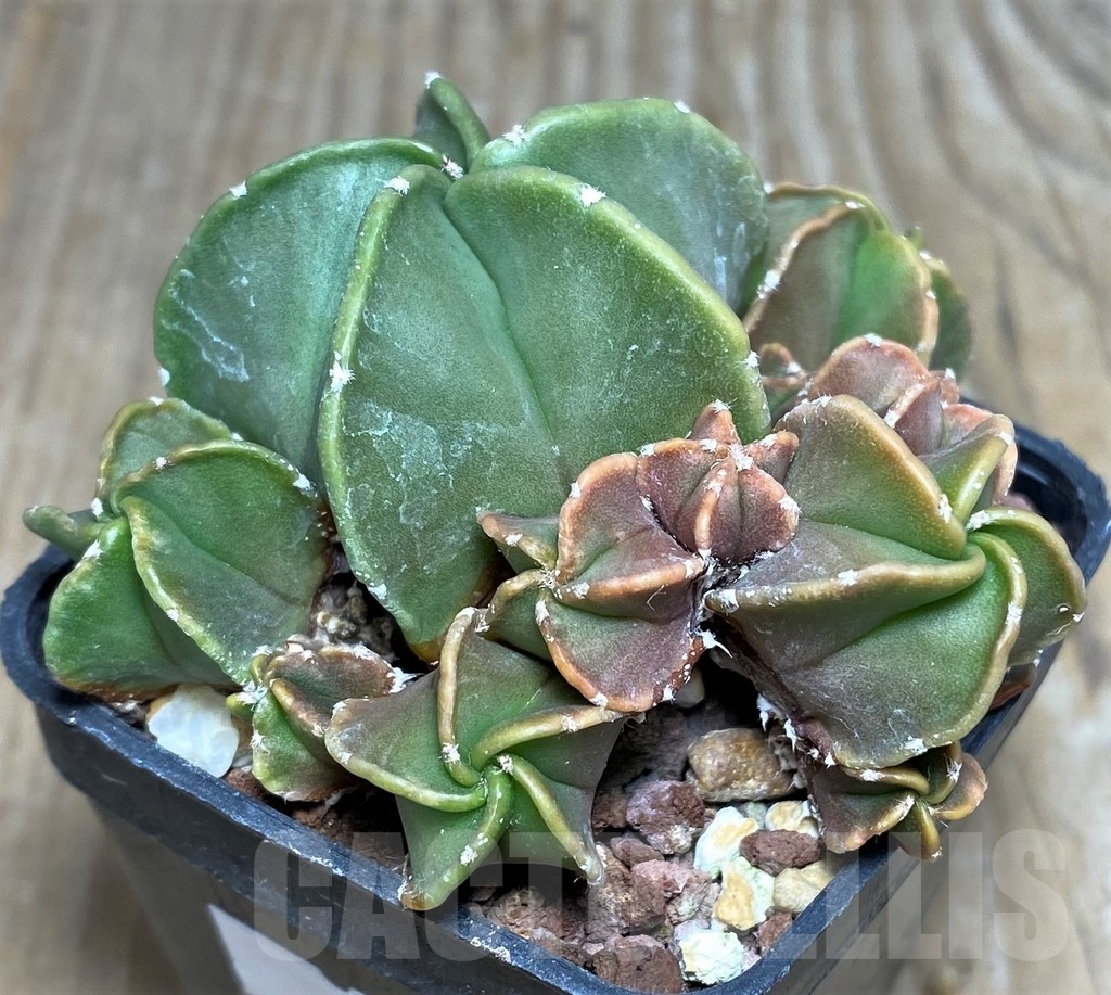 SHPR18205 Astrophytum myriostigma var. nudum f. monstrosa - Image 2