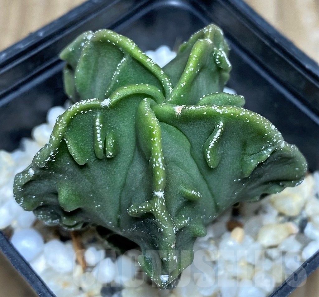 SHPR18206 Astrophytum myriostigma v. nudum 'Fukuryu'