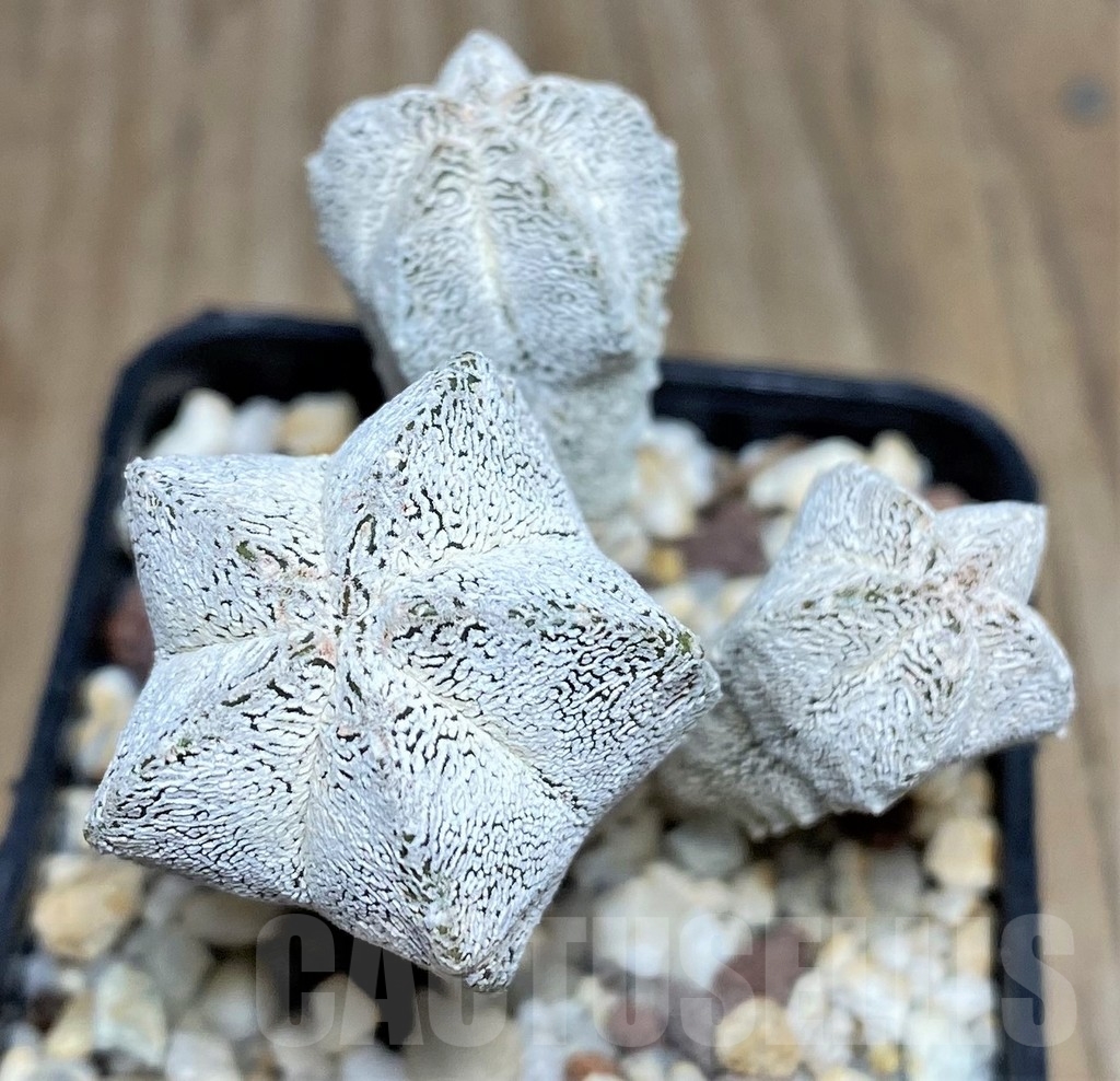 SHPR18207 Astrophytum myriostigma 'Onzuka'