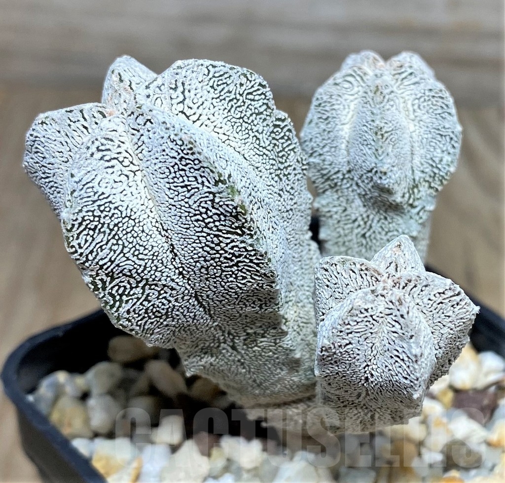 SHPR18207 Astrophytum myriostigma 'Onzuka' – Bild 2