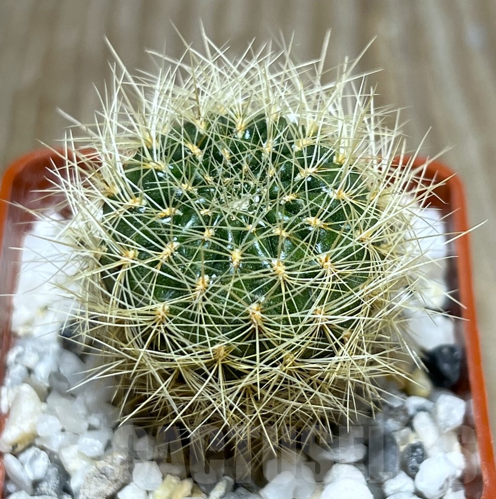 SHPR18667 Sulcorebutia swobodae