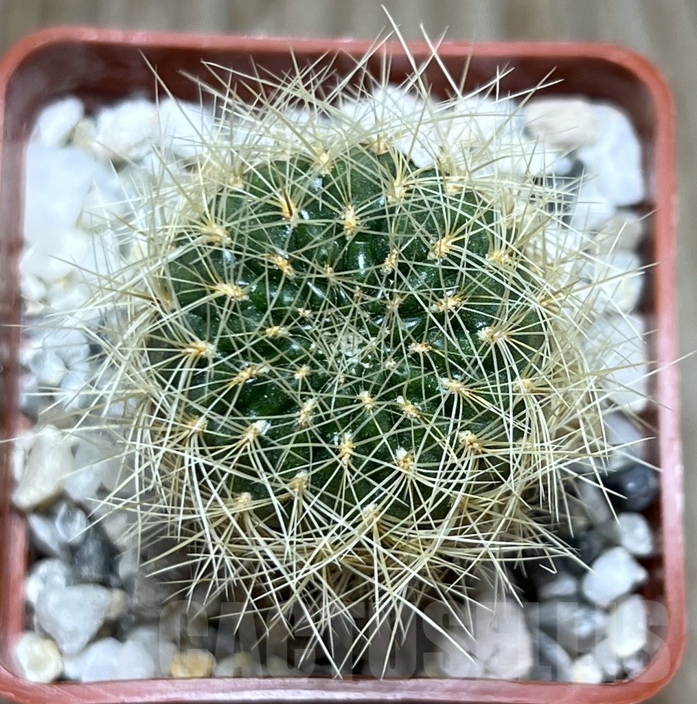 SHPR18667 Sulcorebutia swobodae - Зображення 2