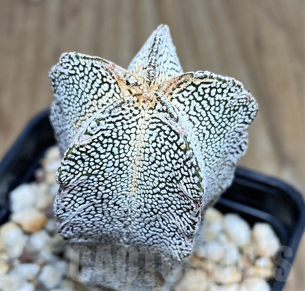 SHPR18208 Astrophytum myriostigma 'Onzuka'
