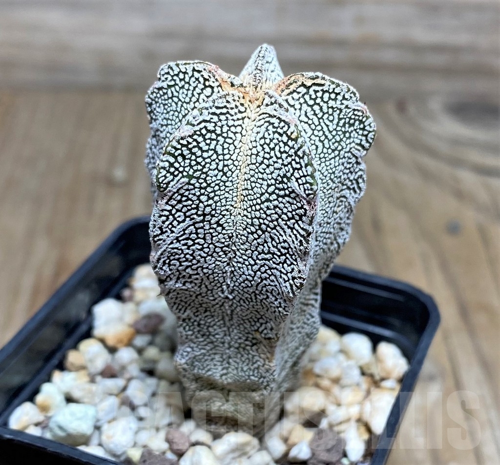 SHPR18208 Astrophytum myriostigma 'Onzuka' - 画像 (2)
