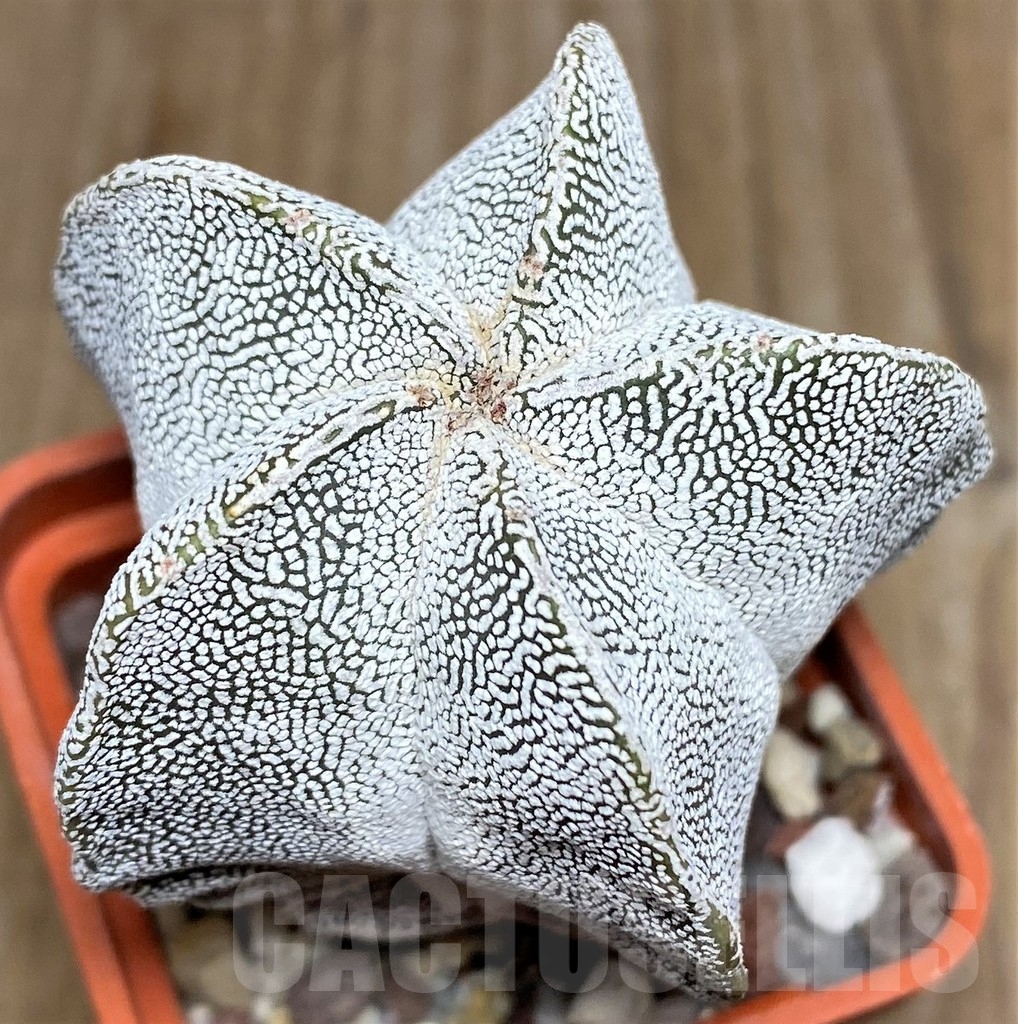 SHPR18209 Astrophytum myriostigma 'Onzuka'
