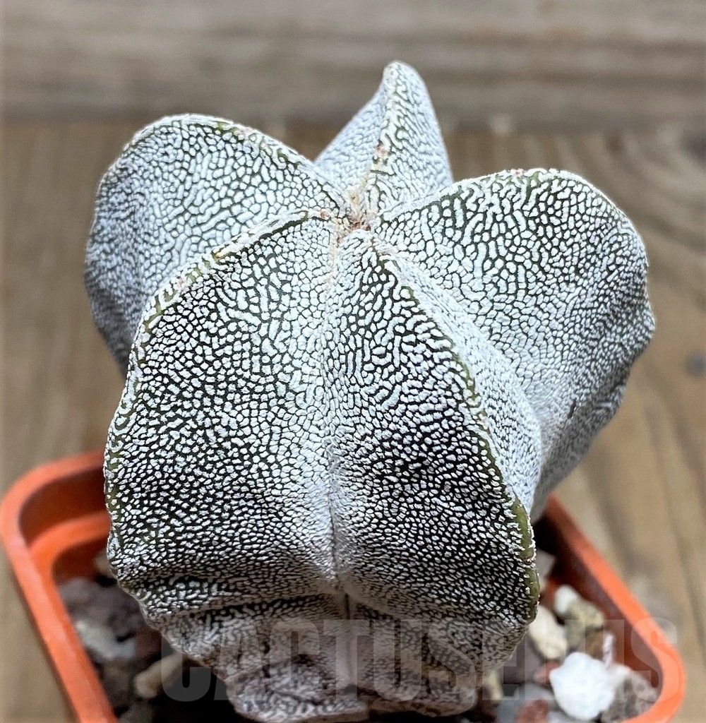 SHPR18209 Astrophytum myriostigma 'Onzuka' - 画像 (2)