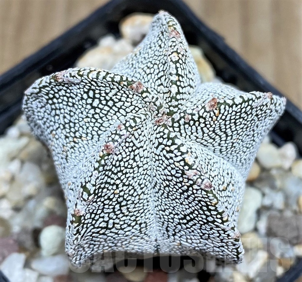 SHPR18210 Astrophytum myriostigma 'Onzuka'