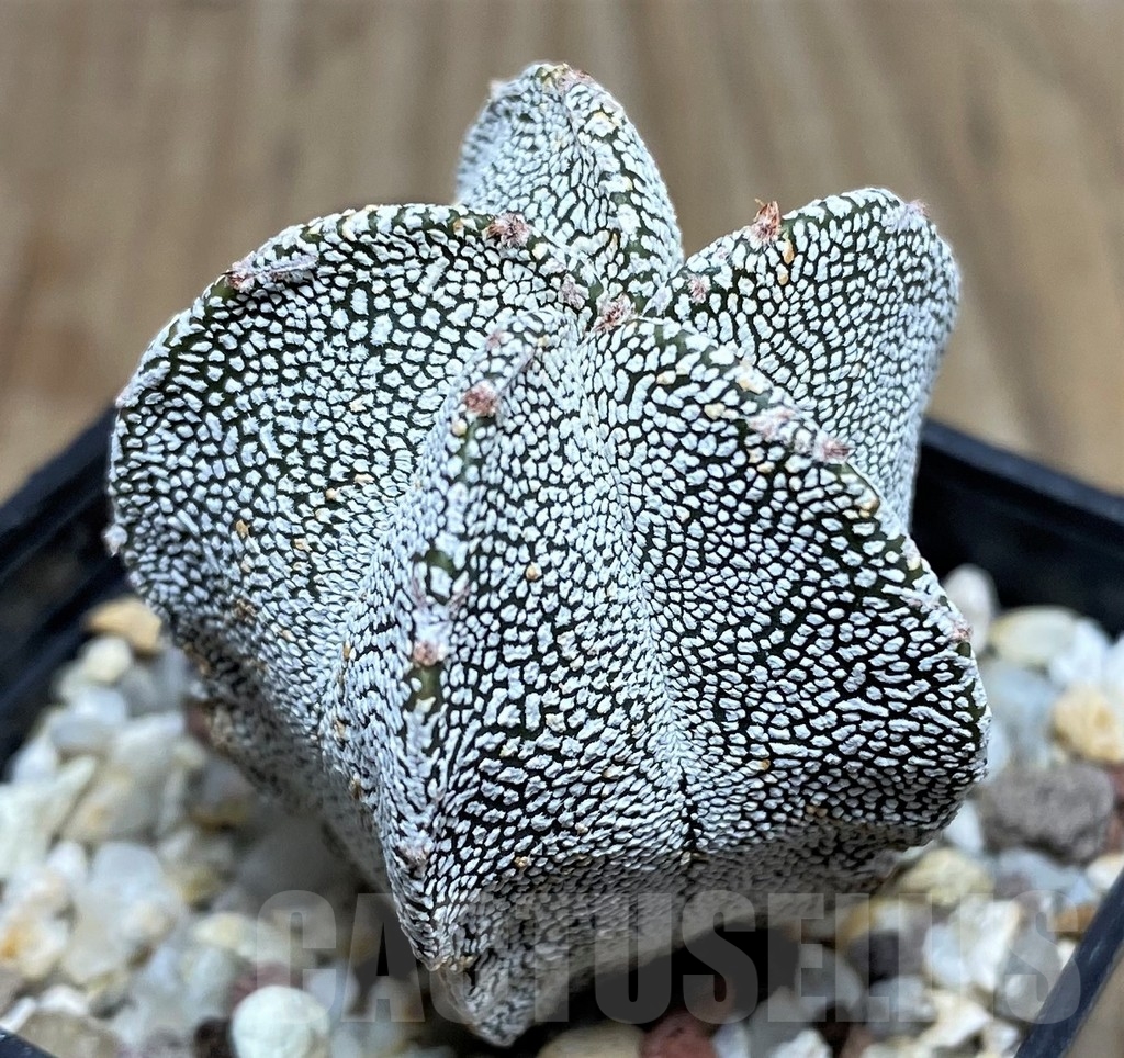 SHPR18210 Astrophytum myriostigma 'Onzuka' - 画像 (2)