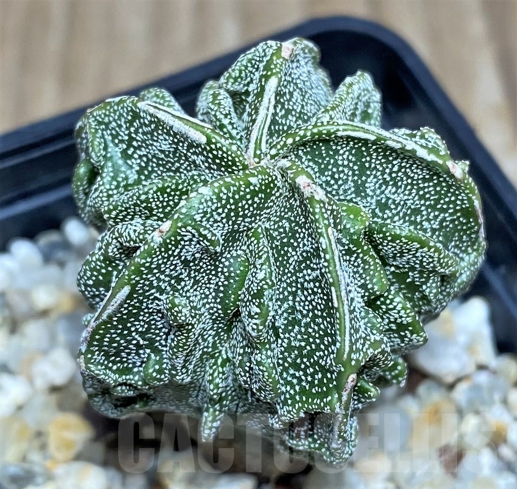 SHPR18211 Astrophytum myriostigma ‘Fukuryu’ - Obrázek 2