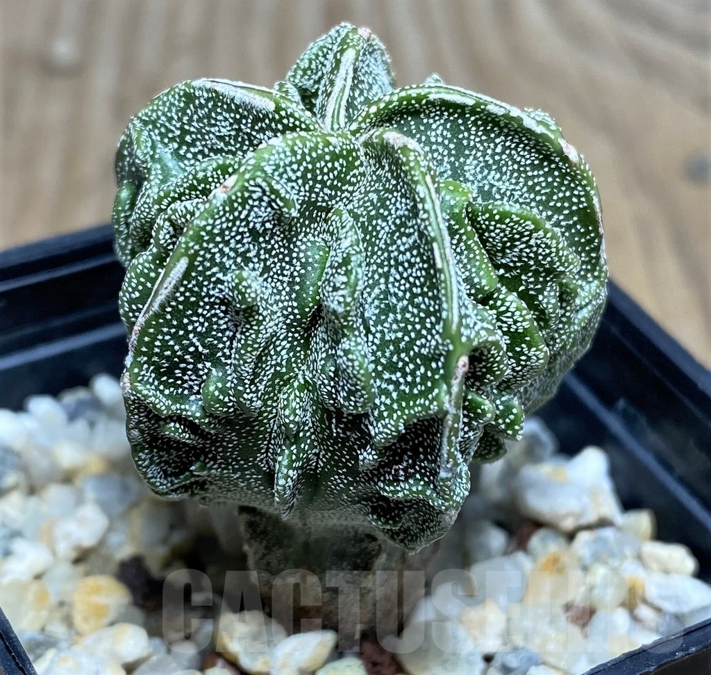 SHPR18211 Astrophytum myriostigma ‘Fukuryu’ - Obrázek 3