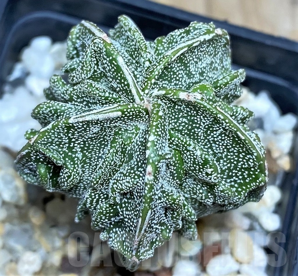 SHPR18211 Astrophytum myriostigma ‘Fukuryu’
