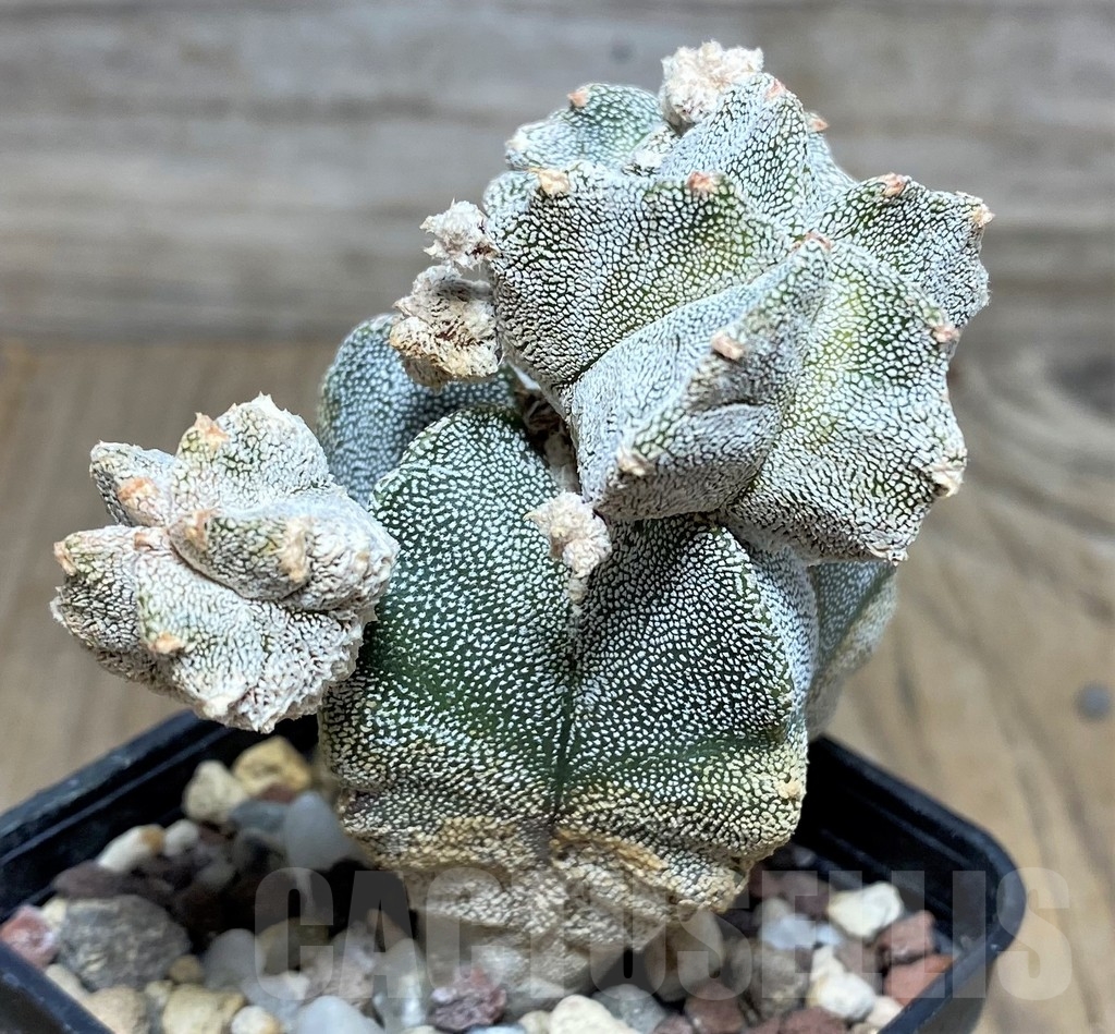 SHPR18213 Astrophytum myriostigma 'Onzuka Kikko' - immagine 3
