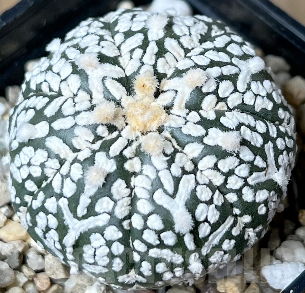 SHPR18754 Astrophytum asterias 'Super Kabuto' V-Type - Зображення 2