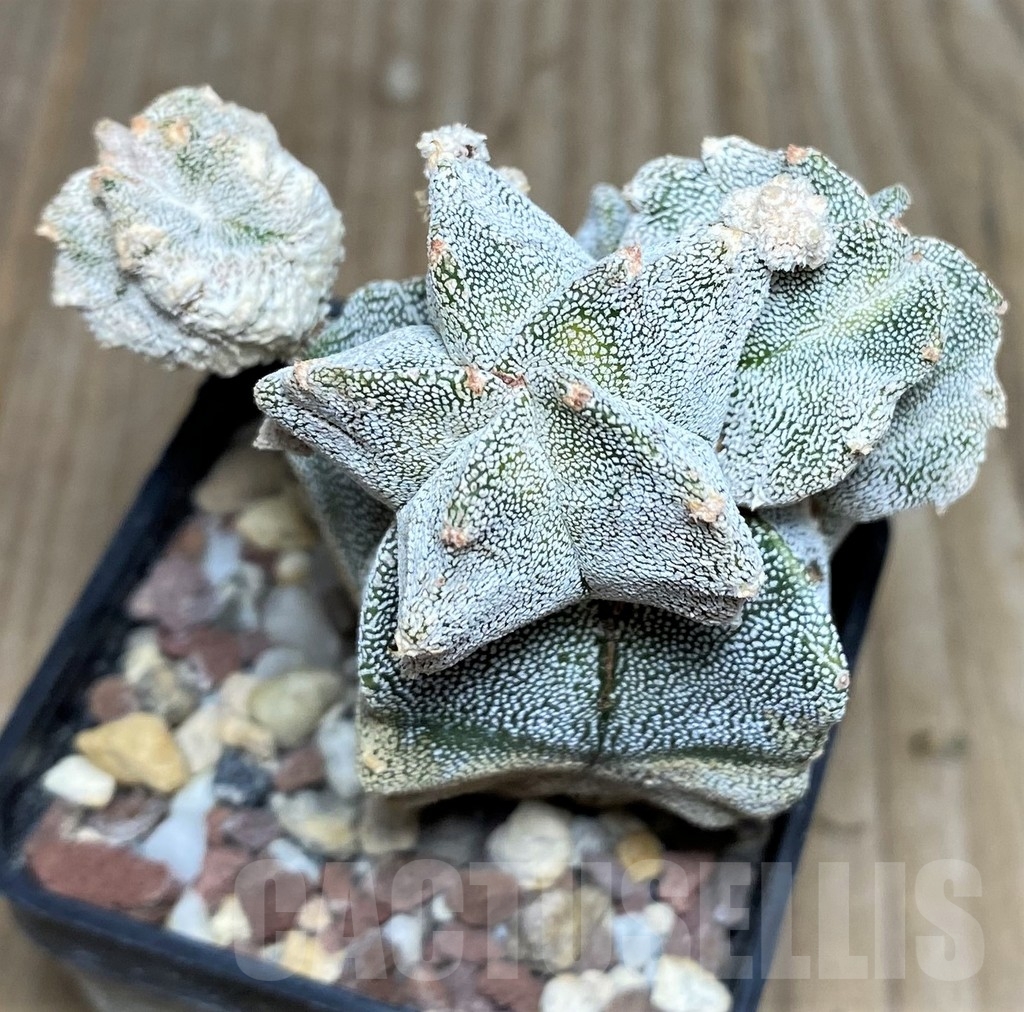SHPR18213 Astrophytum myriostigma 'Onzuka Kikko'