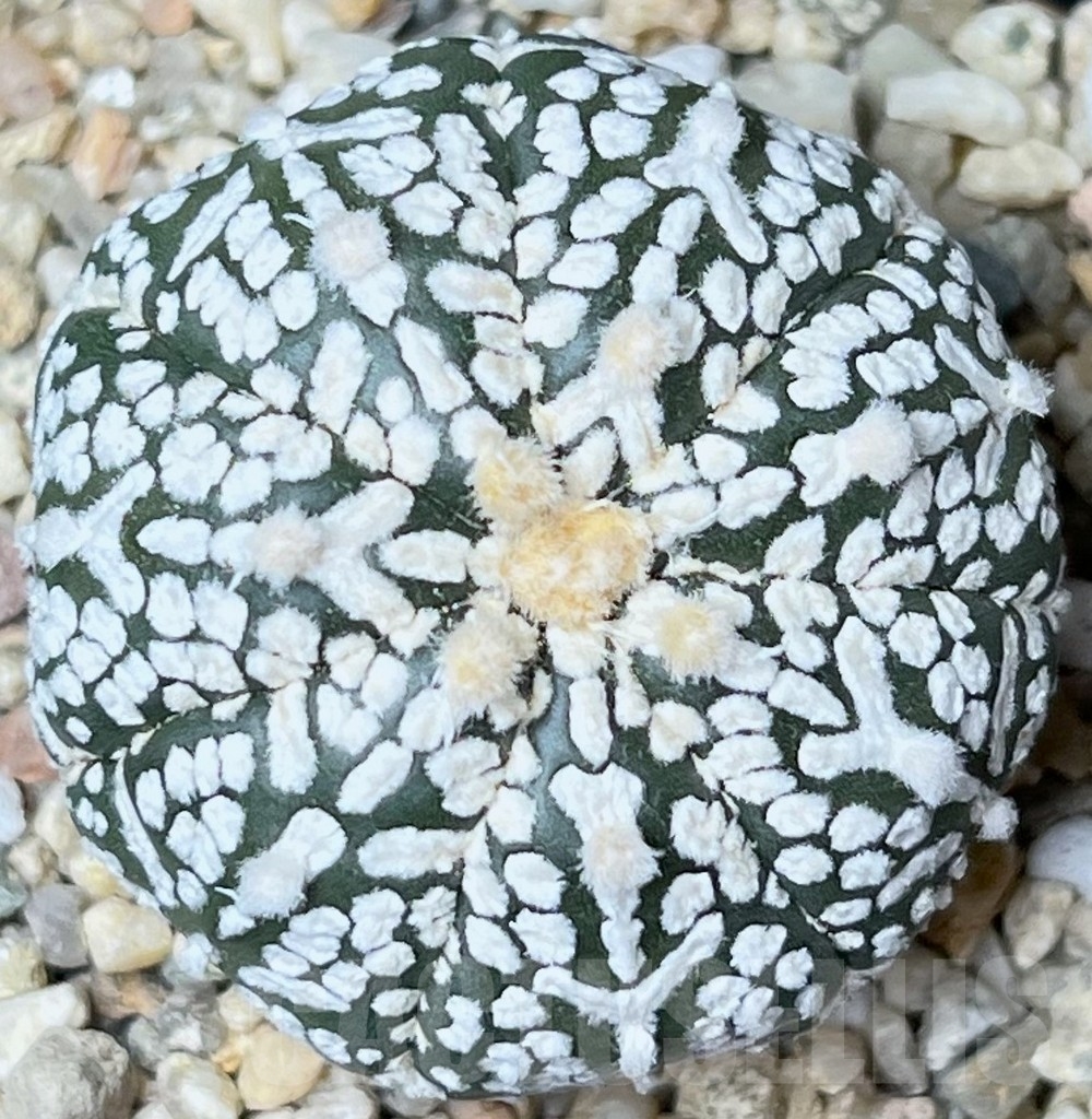 SHPR18754 Astrophytum asterias 'Super Kabuto' V-Type