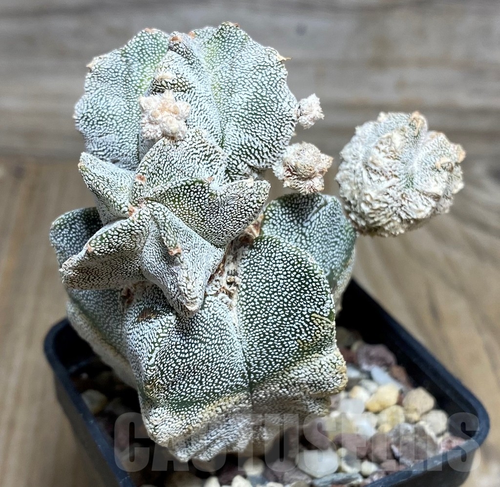 SHPR18213 Astrophytum myriostigma 'Onzuka Kikko' - immagine 2