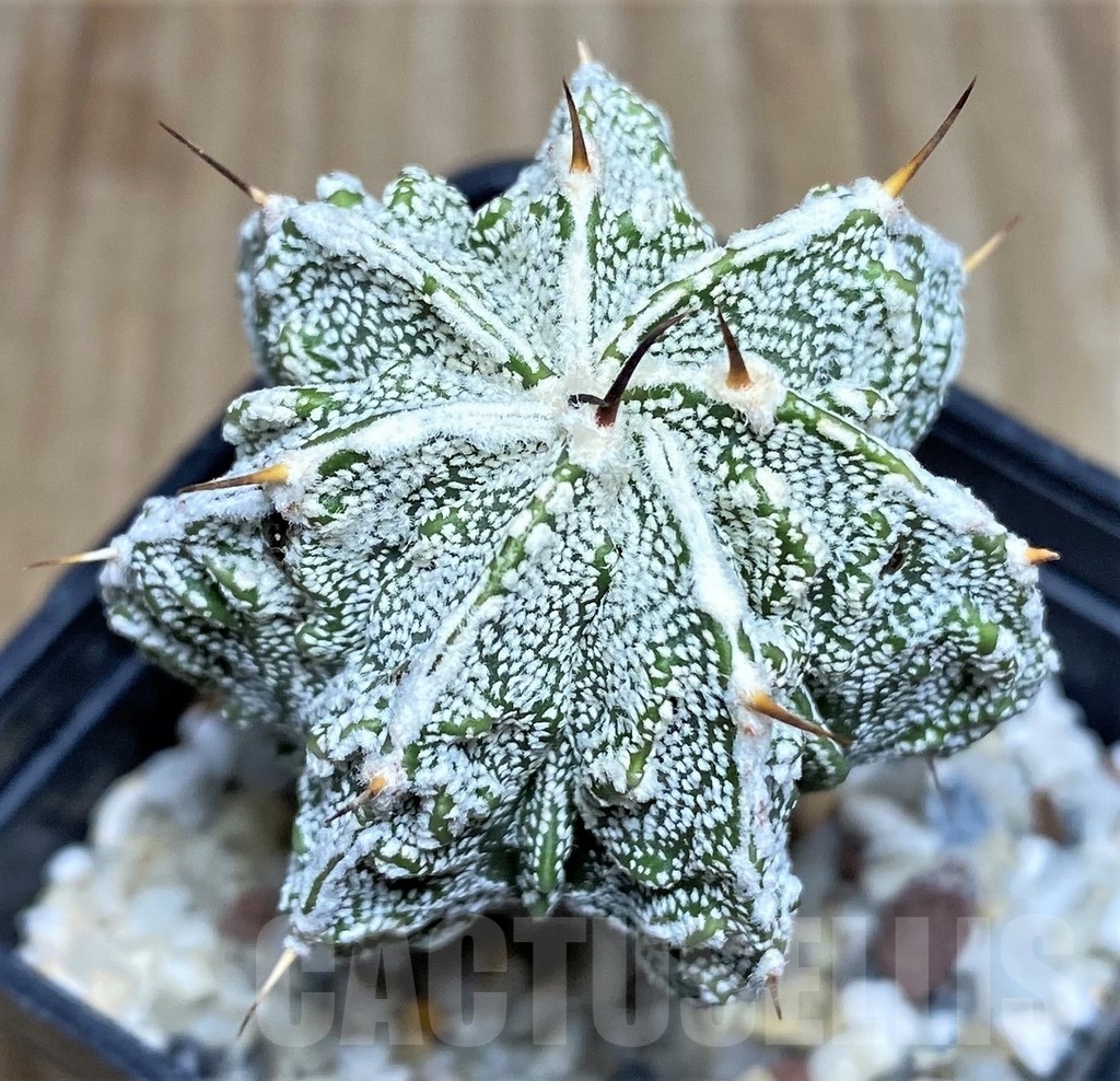SHPR18214 Astrophytum ornatum 'Fukuryu'