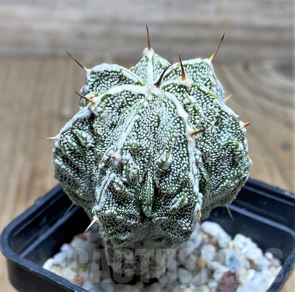 SHPR18214 Astrophytum ornatum 'Fukuryu' - immagine 2