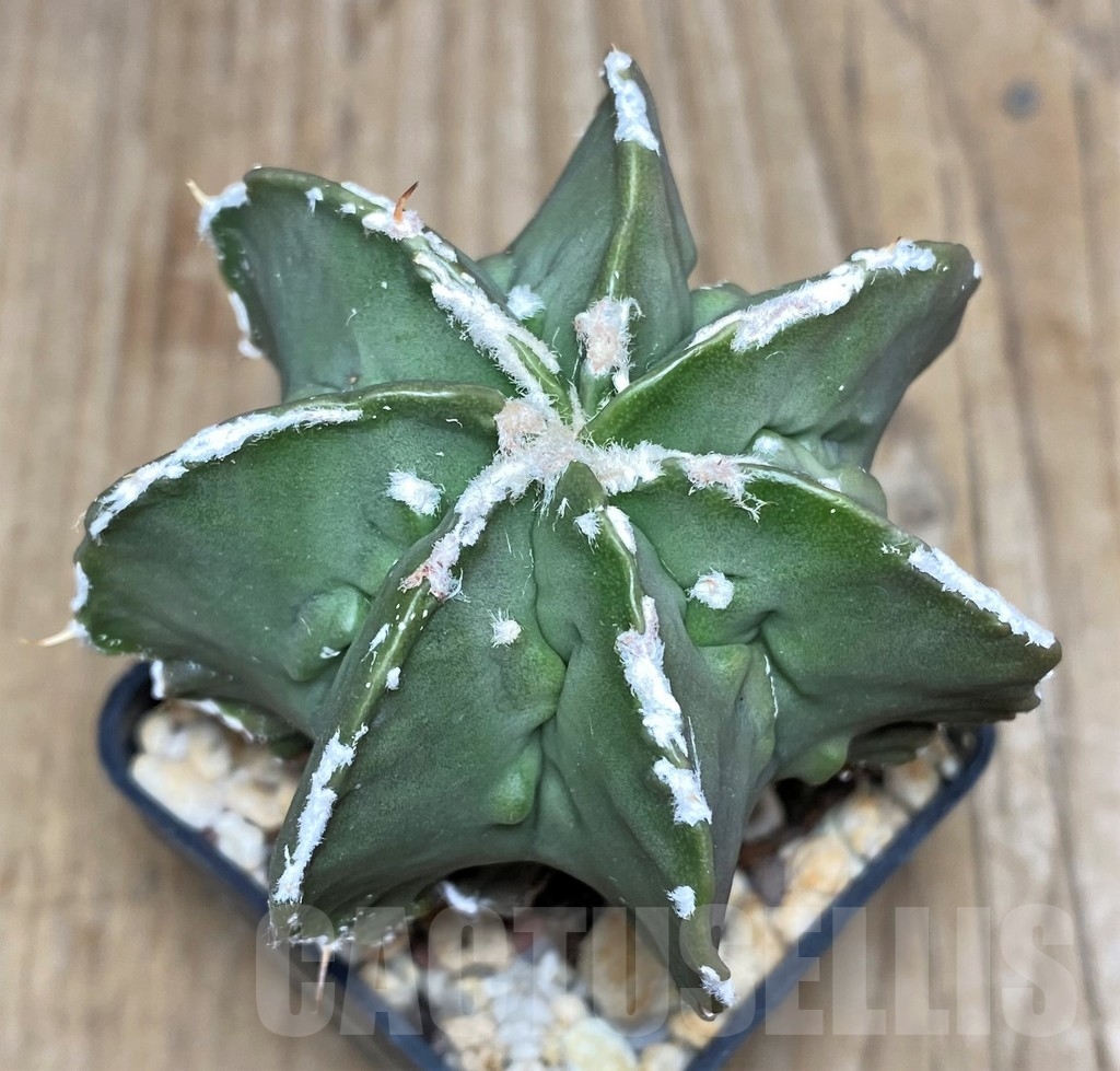 SHPR18215 Astrophytum myriostigma v. nudum ‘Fukuryu’