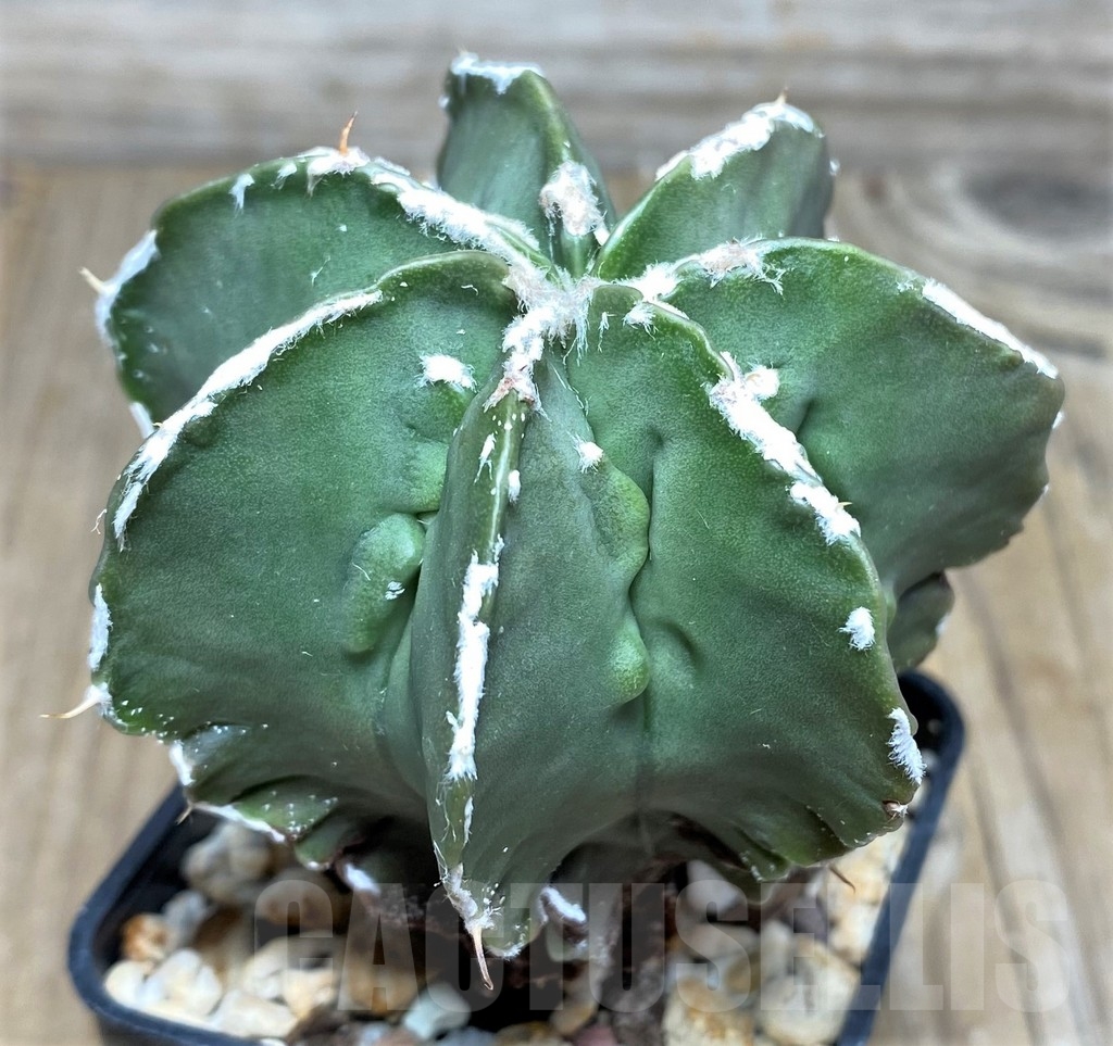 SHPR18215 Astrophytum myriostigma v. nudum ‘Fukuryu’ - Image 2