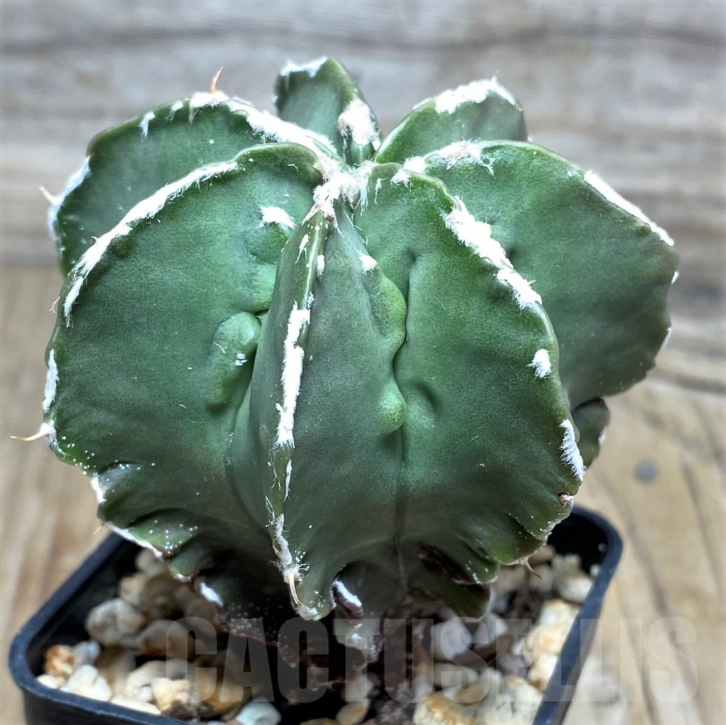 SHPR18215 Astrophytum myriostigma v. nudum ‘Fukuryu’ - Image 3