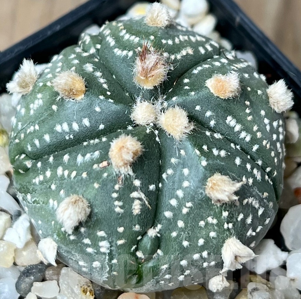 SHPR18757 Astrophytum asterias 'Red wine' F2
