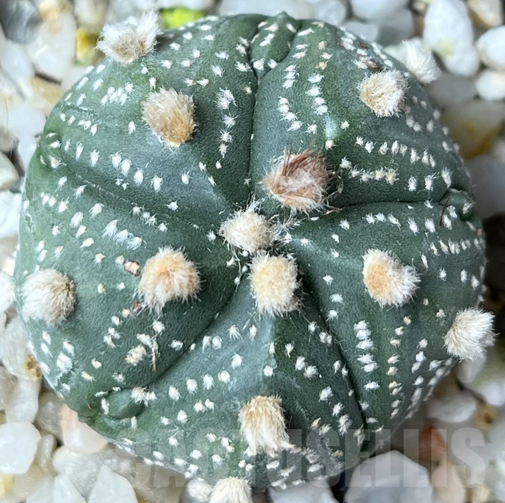 SHPR18757 Astrophytum asterias 'Red wine' F2 - Image 2