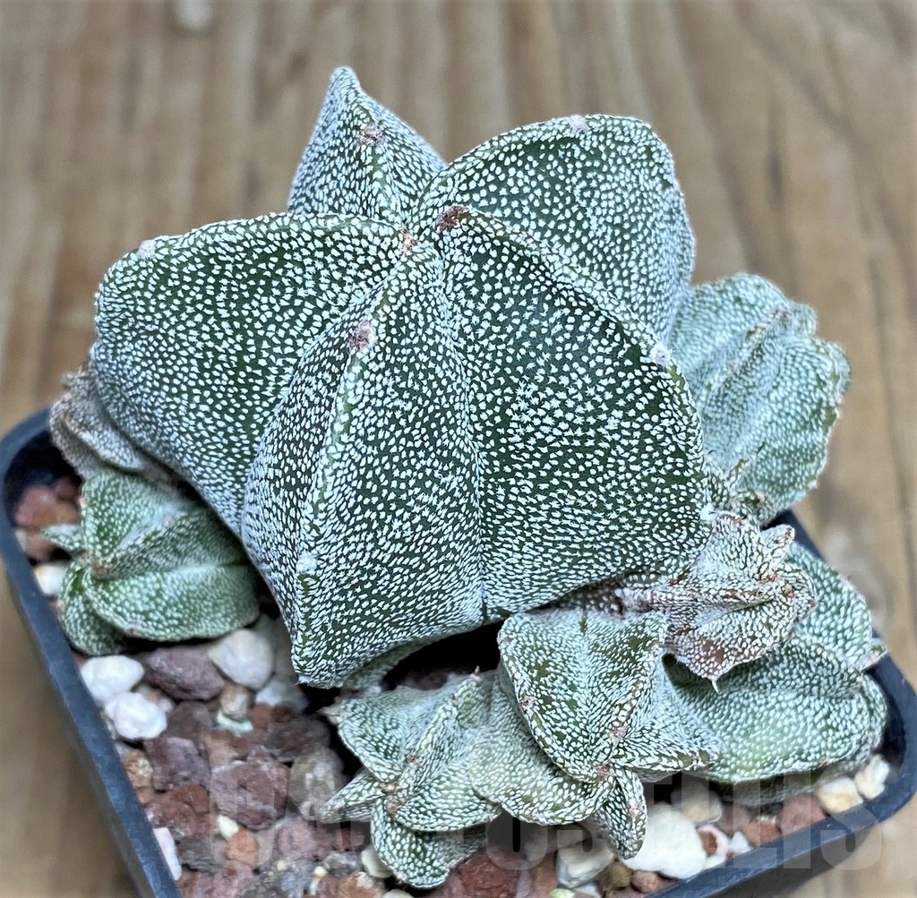 SHPR18217 Astrophytum myriostigma f. monstrosa