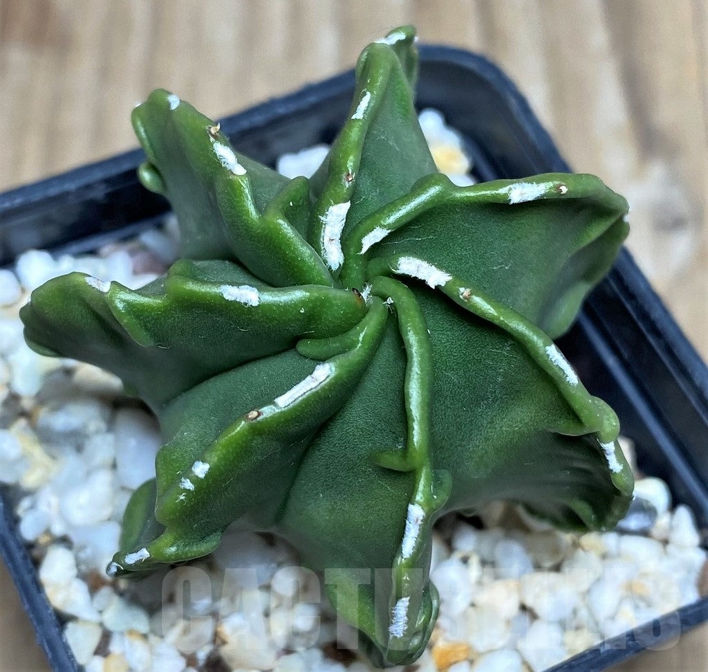 SHPR18218 Astrophytum myriostigma v. nudum f. multicostatum