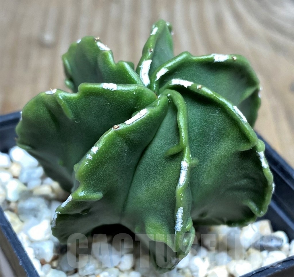 SHPR18218 Astrophytum myriostigma v. nudum f. multicostatum - Image 2