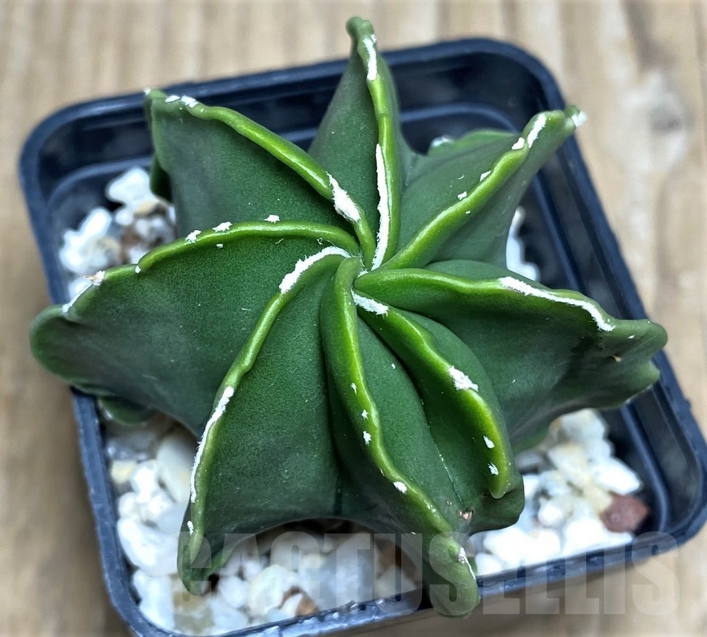 SHPR18219 Astrophytum myriostigma v. nudum f. multicostatum