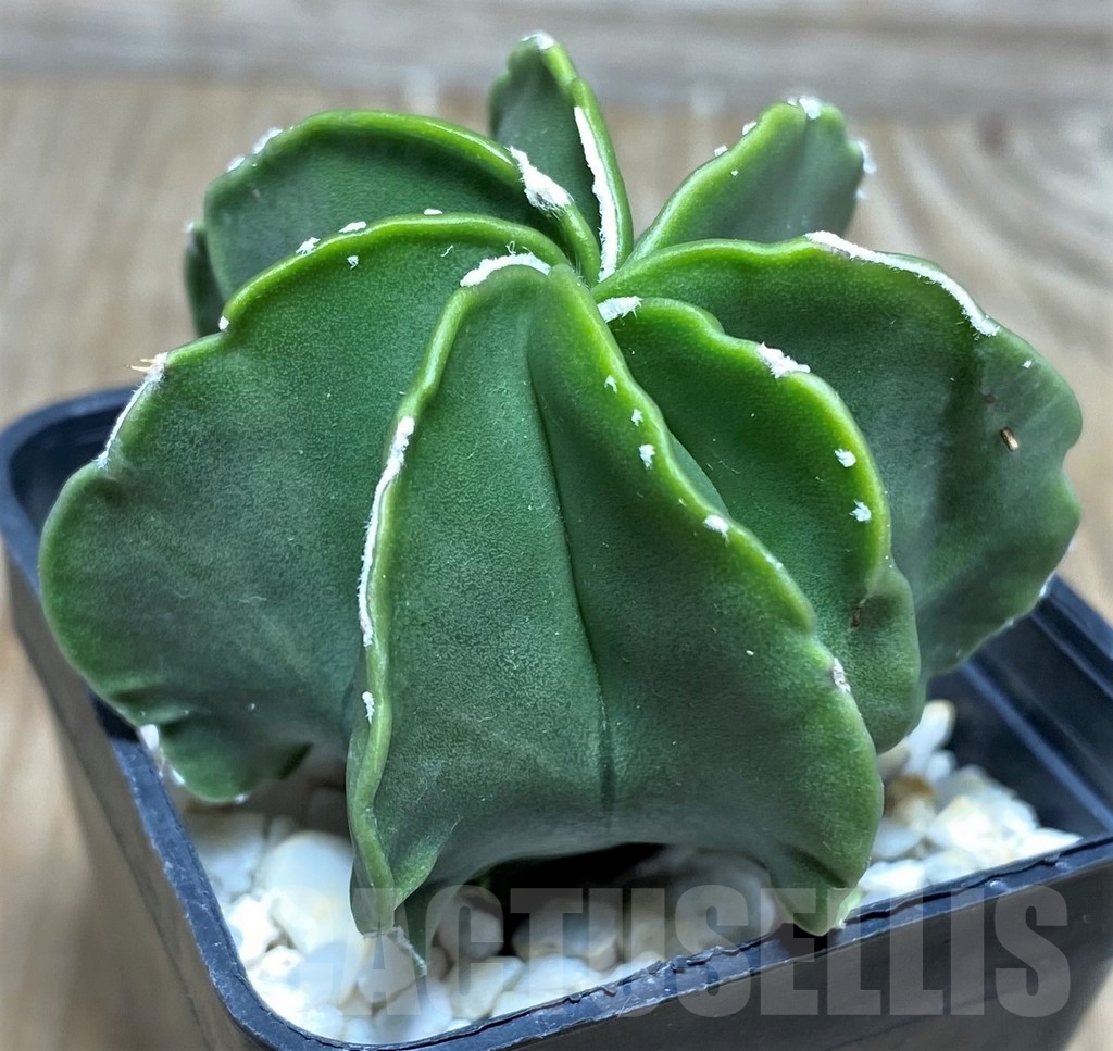 SHPR18219 Astrophytum myriostigma v. nudum f. multicostatum - Image 2