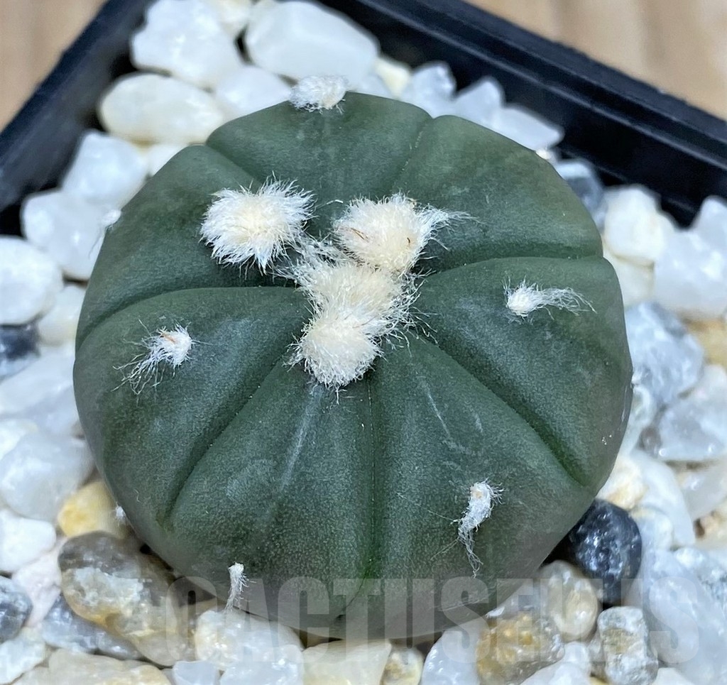 SHPR18220 Astrophytum asterias 'Ooibo' 6-ribs